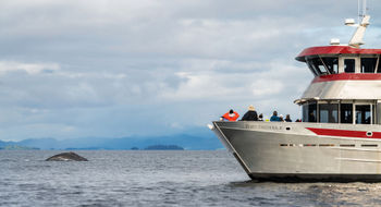 Whales can be seen by boat during a marine wildlife tour from Port Klawock.