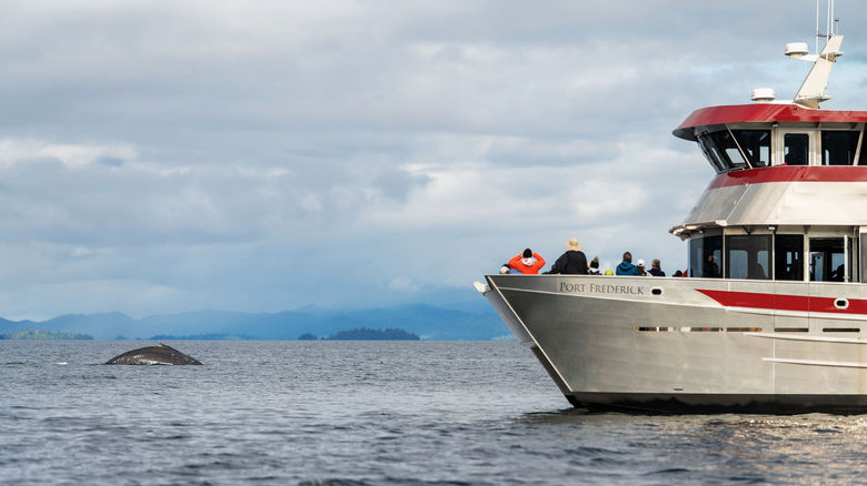 Whales can be seen by boat during a marine wildlife tour from Port Klawock.