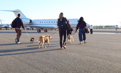 Travelers and their dogs can book seats on a plane from Los Angeles to Kailua-Kona via Bark Air for a dog-friendly retreat.
