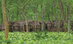 India is home to 60% of the Asian elephant population.
