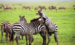 Zebras tussle in Tanzania's Ngorongoro Crater. The country currently under a Level 3 advisory ("Reconsider Travel") from the U.S. State Department.